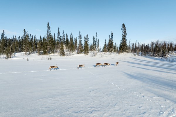 foto 45 impressie ijsdriften in zweden