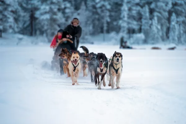 Husky's tijdens een tocht in Zweden