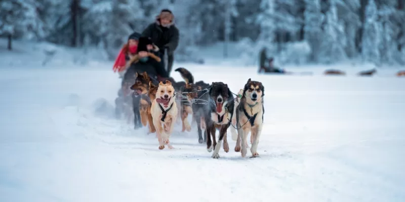 Foto sledehonden